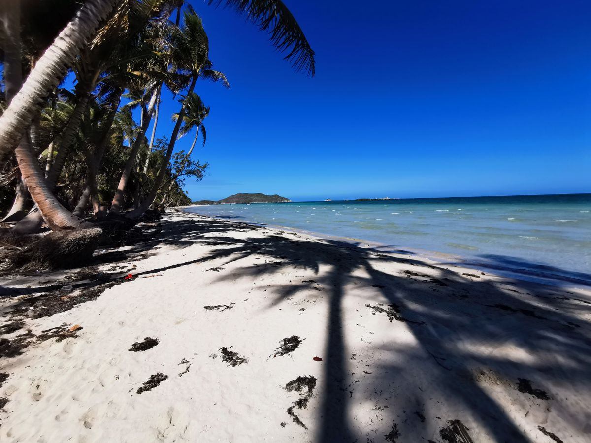Chilli Beach Palm Trees - Explore Cape York