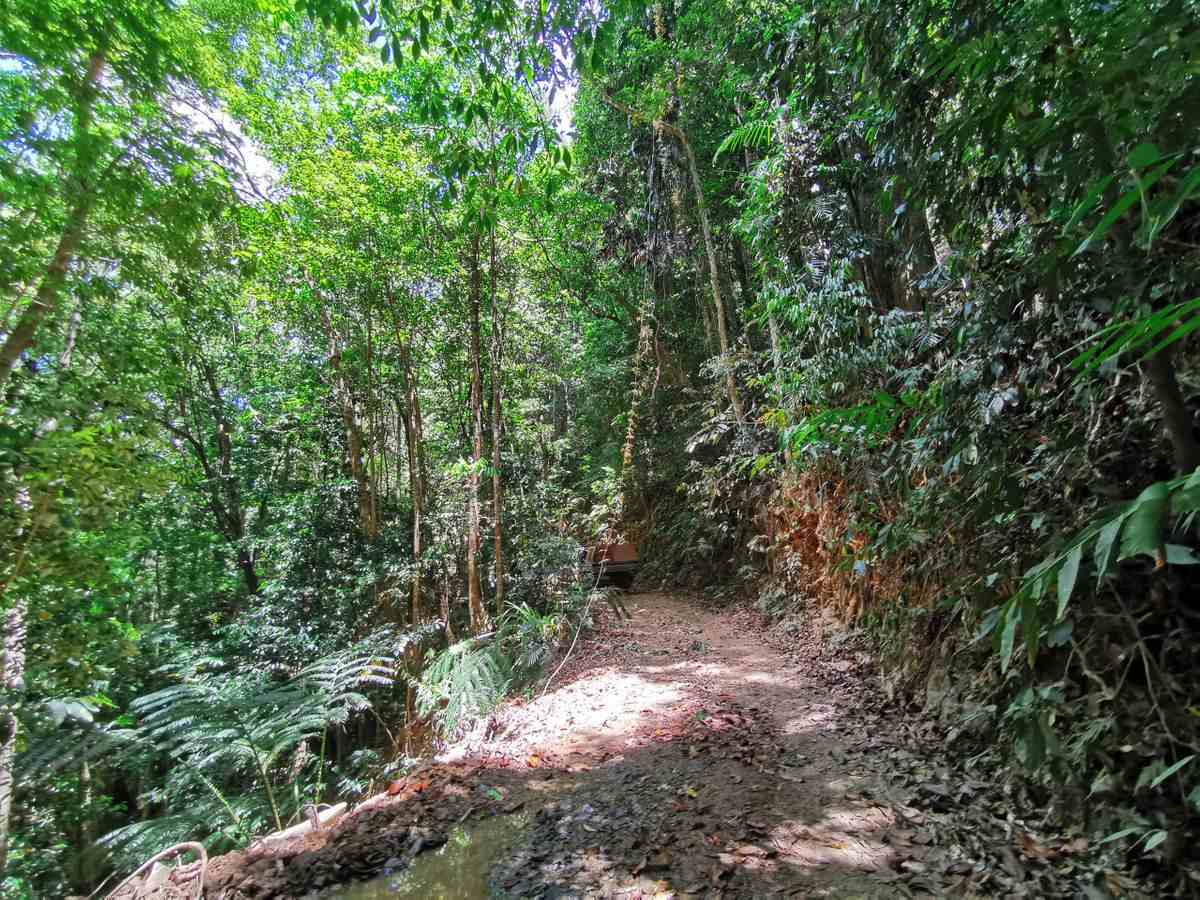 CREB Track through rainforest - Explore Cape York