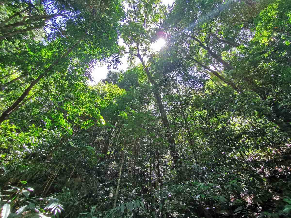 CREB Track view of rainforest looking to the sky - Explore Cape York